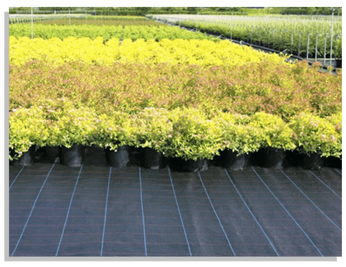 Leading manufacturer, exporter of Ground Covers
